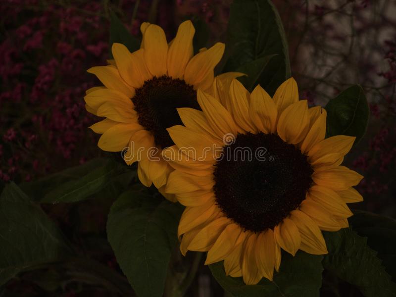 sunflower for mac 2018